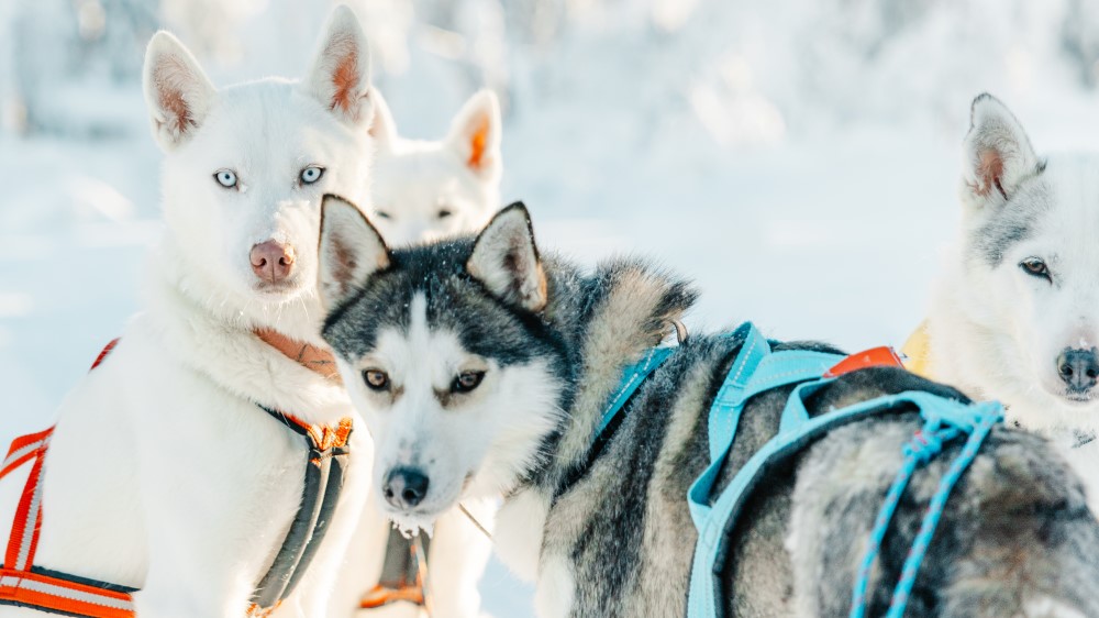 Huskytochten in Arctic Lakeland.